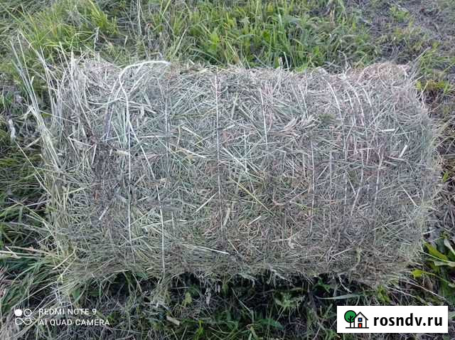 Сено Большие Березники - изображение 1