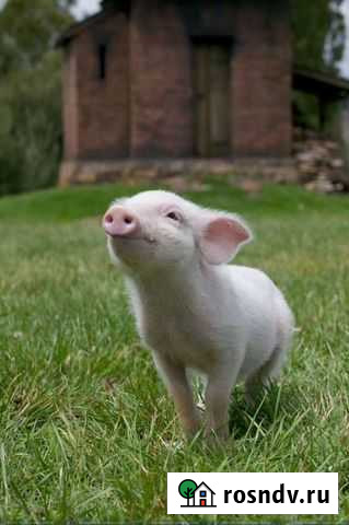 Поросята Усть-Кут - изображение 1