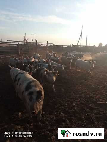 Мясо свинина домашняя Бутка - изображение 1