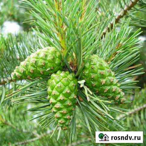 Шишка сосновая Южноуральск