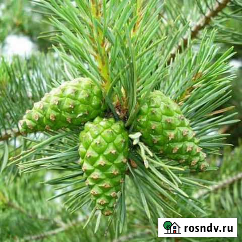 Шишка сосновая Южноуральск - изображение 1