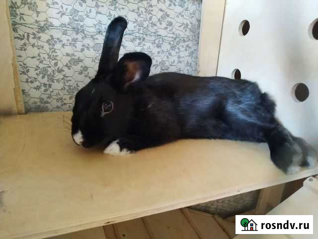 Декоративный кролик Екатеринбург - изображение 1