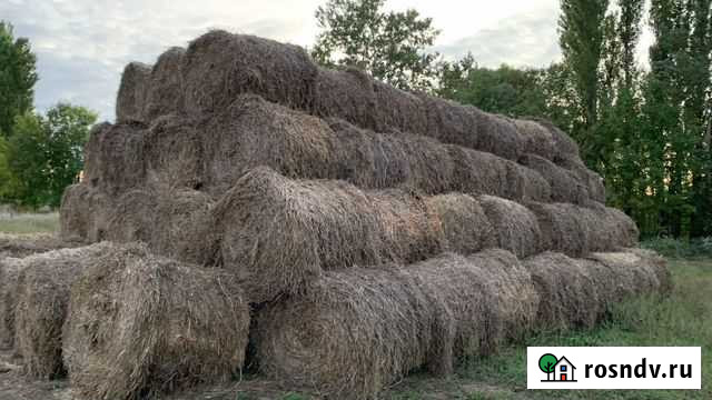Солома пшеничная Ханская - изображение 1