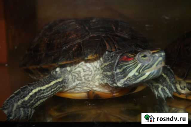 Красноухие черепахи 10- летние Ульяновск - изображение 1