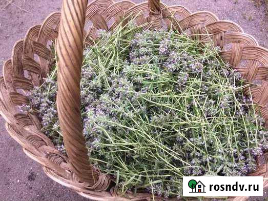 Чабрец Симферополь - изображение 1