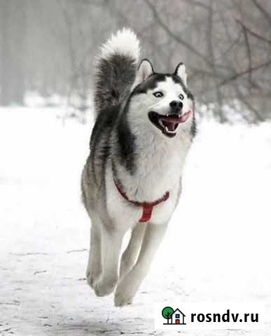 Выгул собак Нижний Новгород - изображение 1