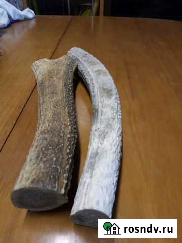 Рог Райчихинск - изображение 1