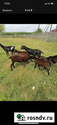 Козлы Англо Нубийские Тверь - изображение 1