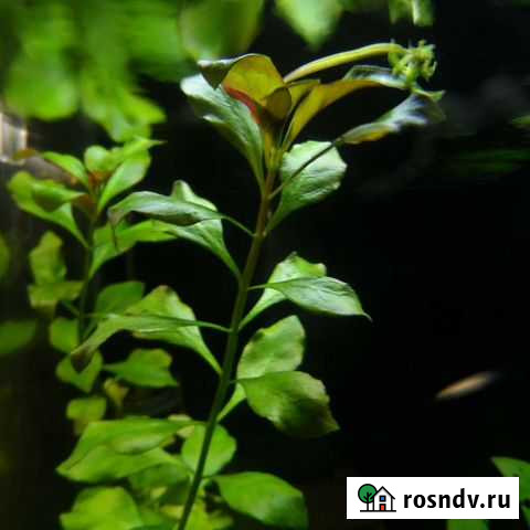 Аквариумные растения Калуга - изображение 1