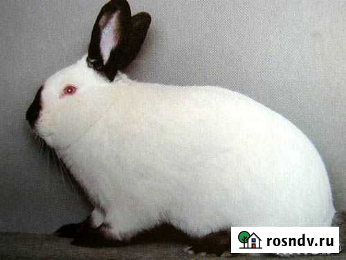 Кролики Славгород - изображение 1