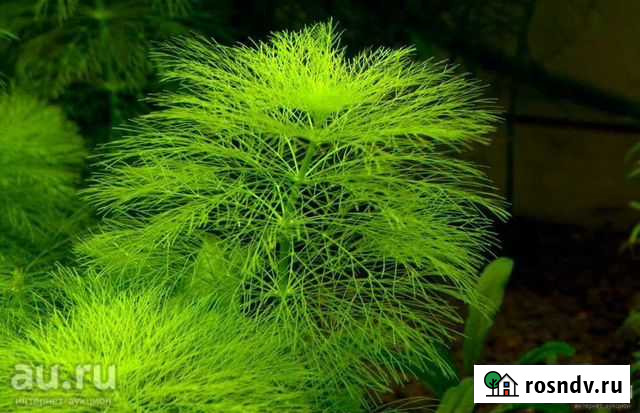 Растения для аквариума Новокузнецк - изображение 1