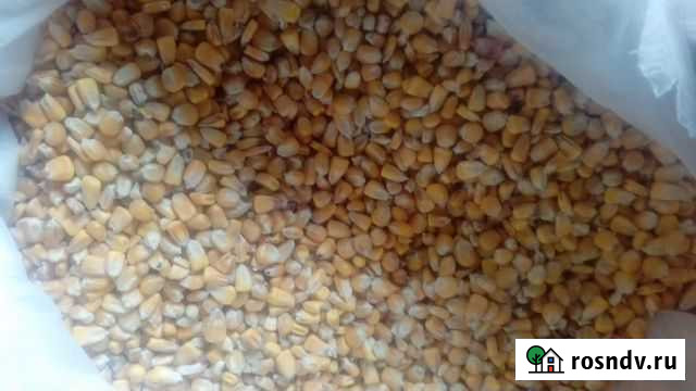 Кукуруза Вышний Волочек - изображение 1