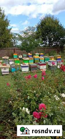 2022г. Пчелы, пчелопакеты, отводки Куровское - изображение 1