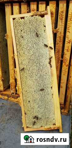 Мед цветочный натуральный с личной пасеки Волосово - изображение 1