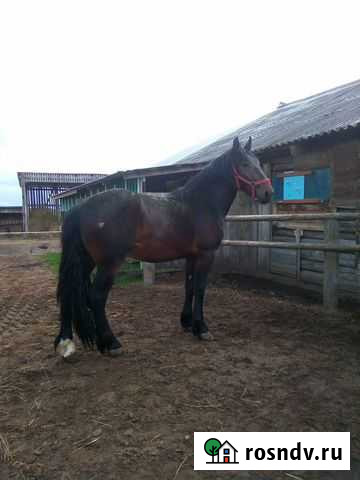 Молодой жеребец Великий Устюг - изображение 1