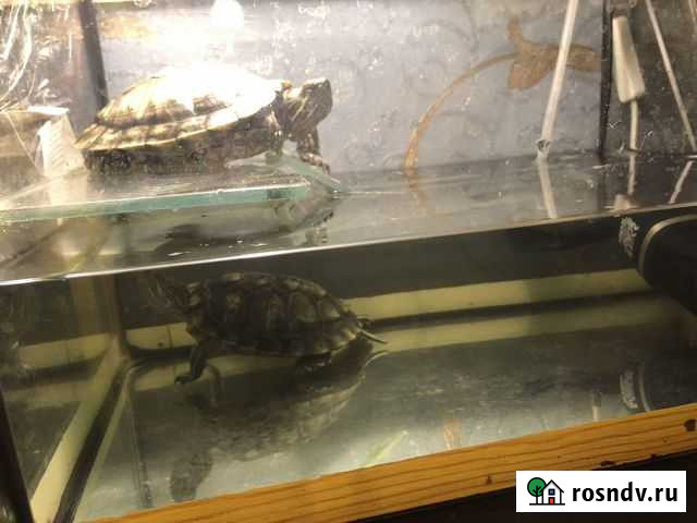 Красноухие черепахи Москва - изображение 1