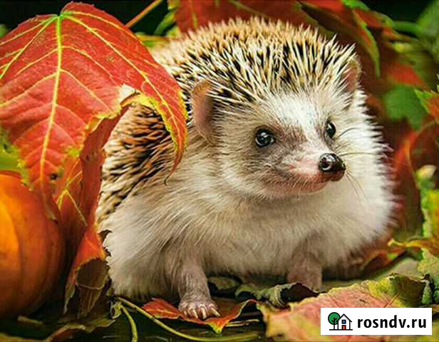 Творческий набор Алмазная мозаика Симферополь - изображение 1