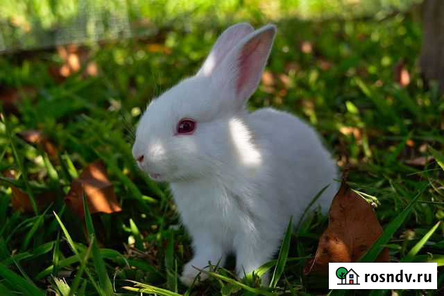 Кролики Большое Козино - изображение 1