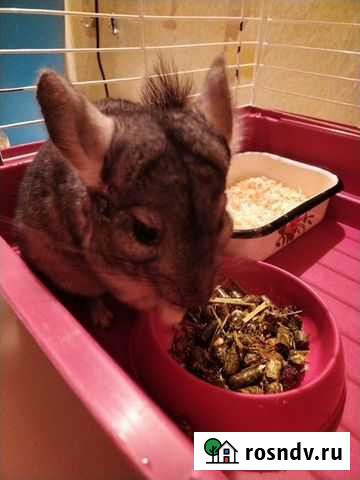 Шиншилла Каневская - изображение 1