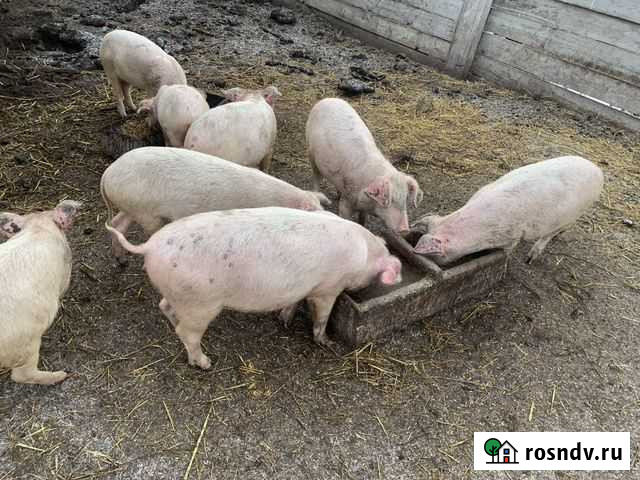 Поросята Черемхово - изображение 1