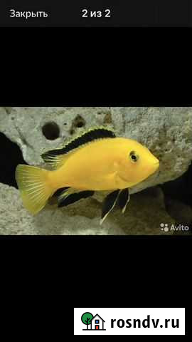 Цихлиды рыбки Сочи - изображение 1