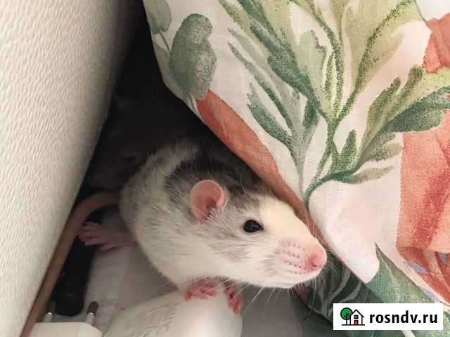 Крыски Благовещенск - изображение 1