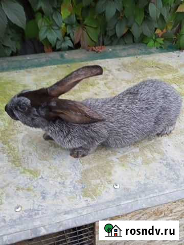 Кролики Егорьевск - изображение 1