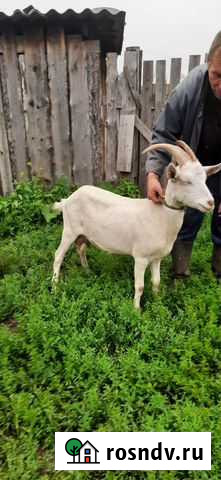 Коза чехо-зааненка, молодая козлятина- мясо Иркутск - изображение 1