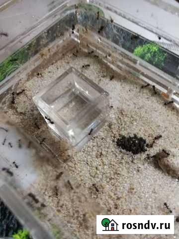 Муравьиная ферма с муравьями Казань - изображение 1