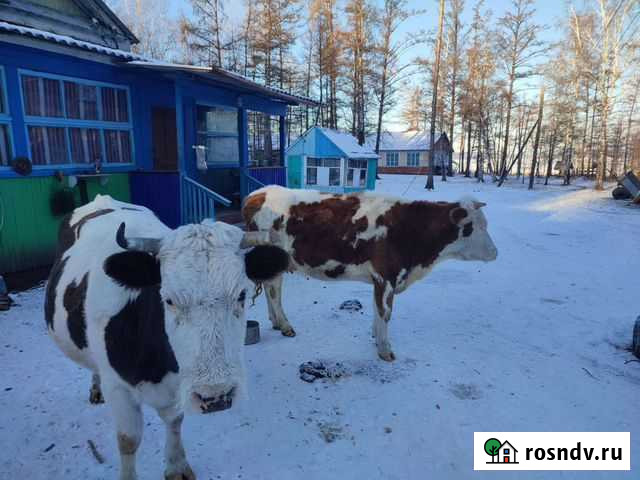 Коровы Чита - изображение 1
