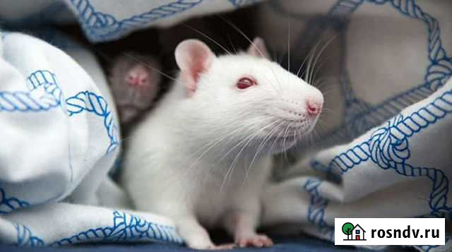 Декоративная крыса Ачинск - изображение 1