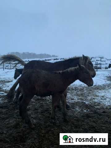 Лошадь Топки - изображение 1