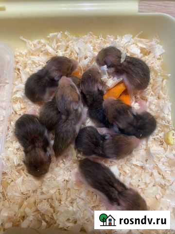 Сирийский хомяк Новоивановское - изображение 1