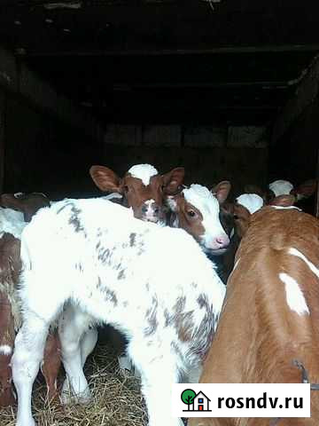 Бычки-молодняк Кирсанов - изображение 1