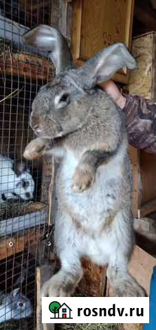 Кролики Уфа - изображение 1