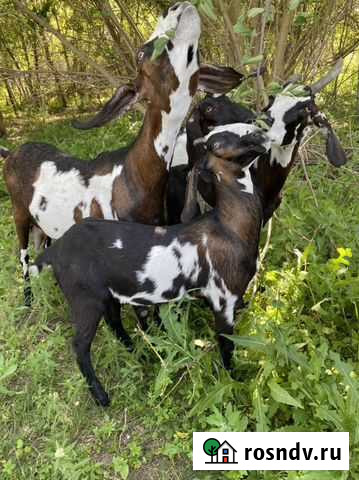 Козы Англо-Нубийские Михайловка - изображение 1