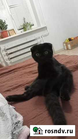 Передержка для кошек Волжский - изображение 1