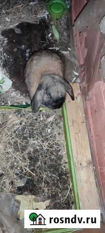 Кролик Ростов-на-Дону - изображение 1