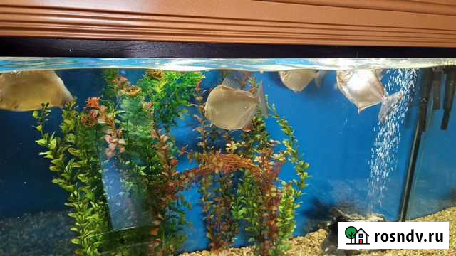 Аквариум и рыбы Петропавловск-Камчатский - изображение 1