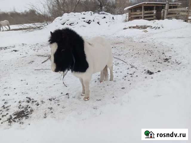 Пони Советское - изображение 1