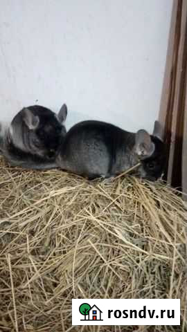 Продажа шиншилл Белгород - изображение 1