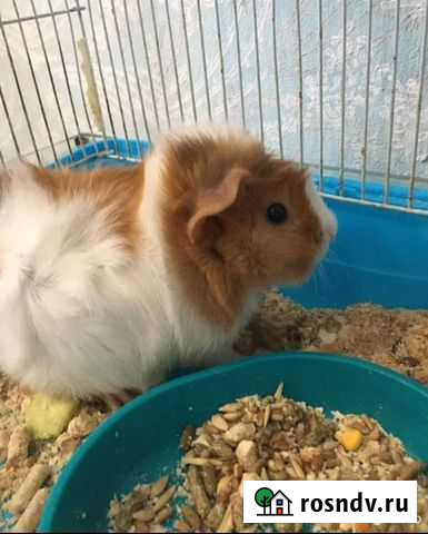 Морская свинка Анапа - изображение 1