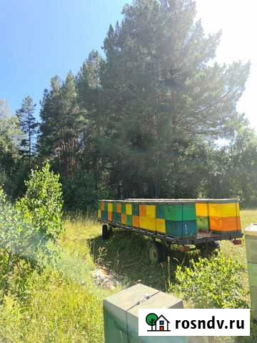 Пчёлы и пчелосемьи Магнитогорск - изображение 1