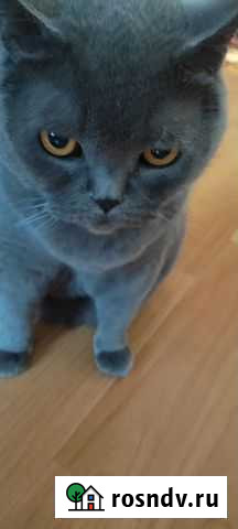 Гостиница для кошек Челябинск - изображение 1