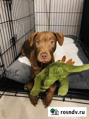 Клетка для большой собаки бу Мурино - изображение 1