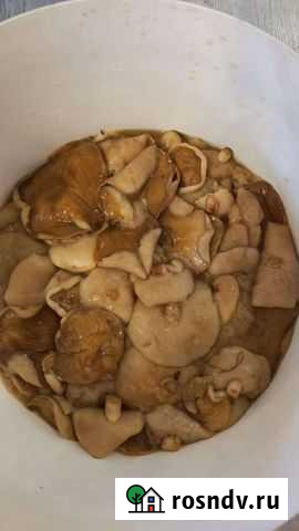 Грибы соленые Брянск - изображение 1