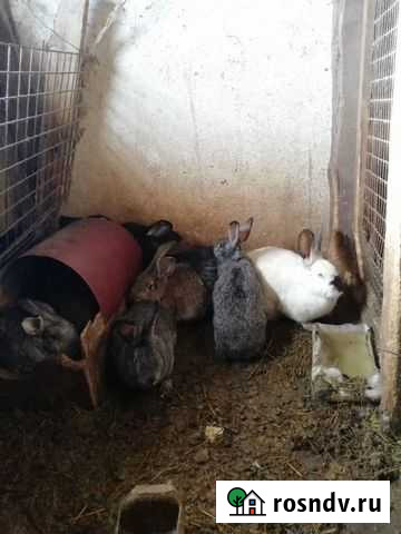 Кролики Пригородный - изображение 1