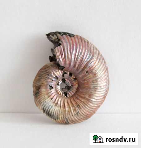 Раковина аммонита с опалом Первоуральск - изображение 1