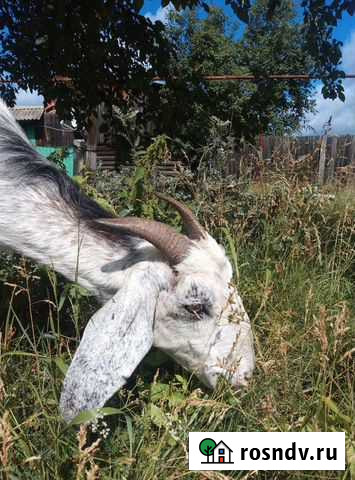 Овца, нубийские козёл и коза Карпинск - изображение 1
