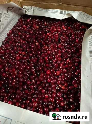 Клюква Тюмень - изображение 1